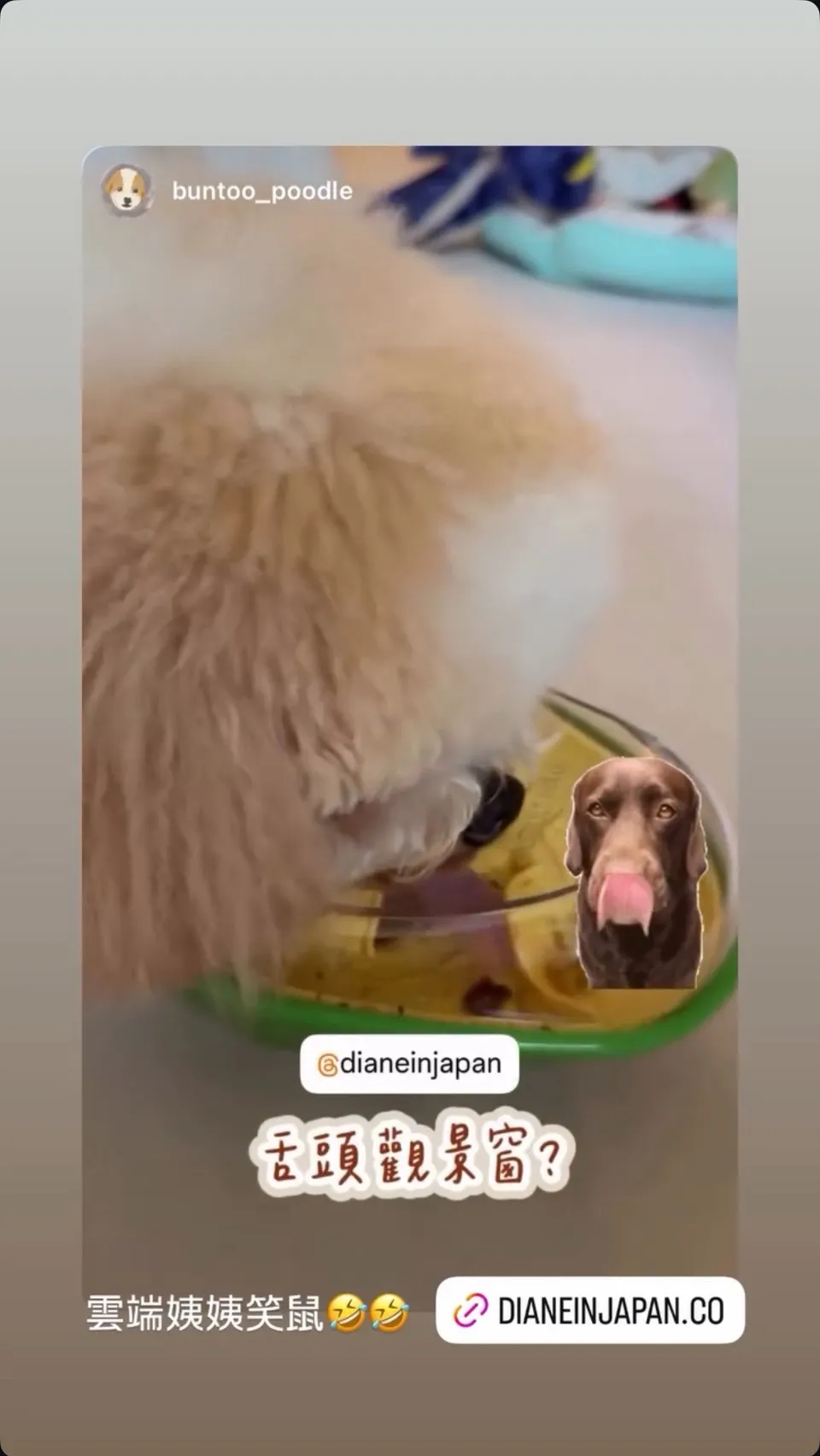 酪梨藏食球 狗狗動腦益智玩具