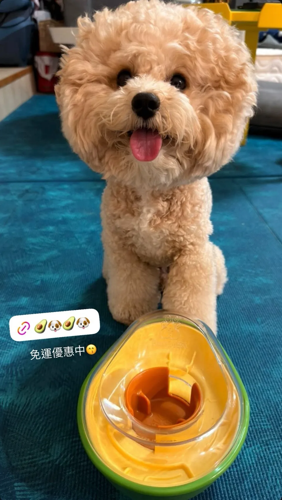 狗狗實際遊玩韓國 PawQuest 酪梨藏食玩具慢食與放電過程
