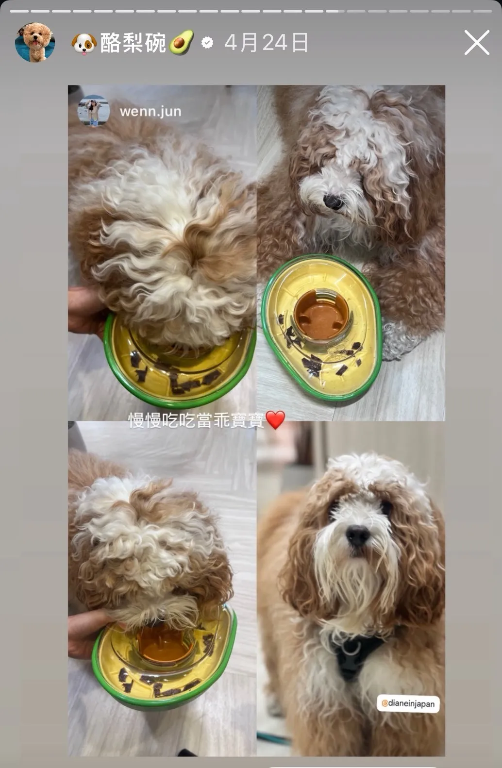韓國正版酪梨不倒翁漏食球 狗狗玩具