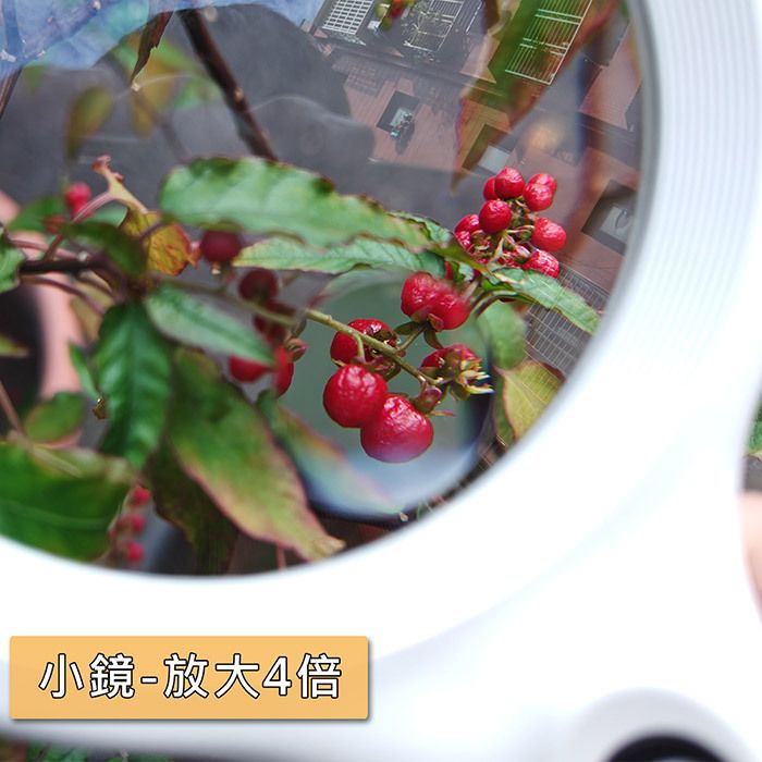 N429 放大鏡 觀看植物果實 小鏡放大4倍