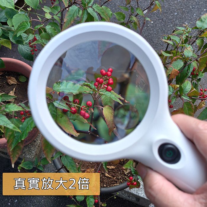 N429 放大鏡 觀看植物 真實放大2倍
